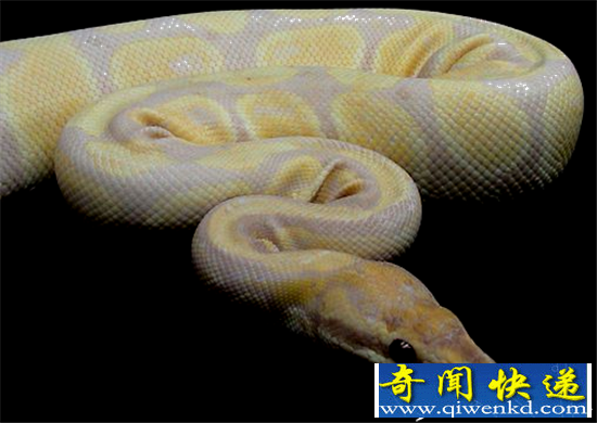 盘点全球最贵的五大宠物:真是有钱任性啊!