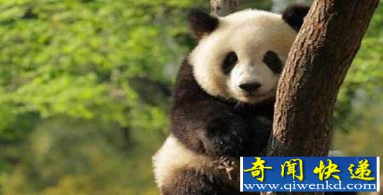 乐山野生大熊猫下山觅食 咬死村民羊前已有前科!