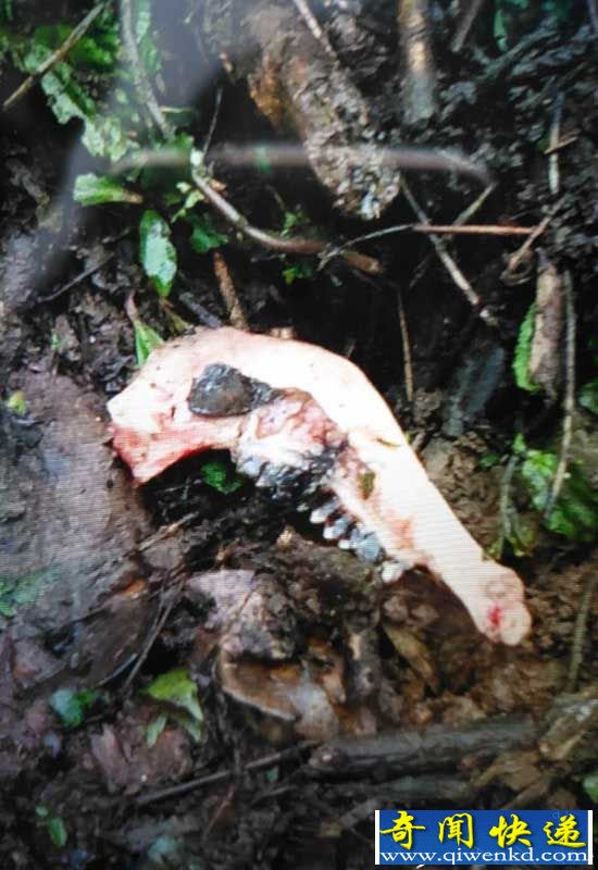 乐山野生大熊猫下山觅食 咬死村民羊前已有前科!