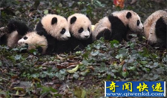 新生熊宝宝集体亮相 喜迎新年!