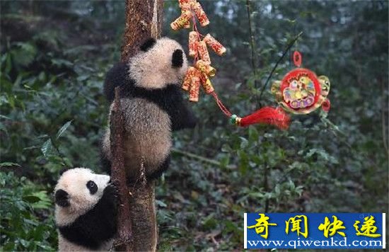 新生熊宝宝集体亮相 喜迎新年!