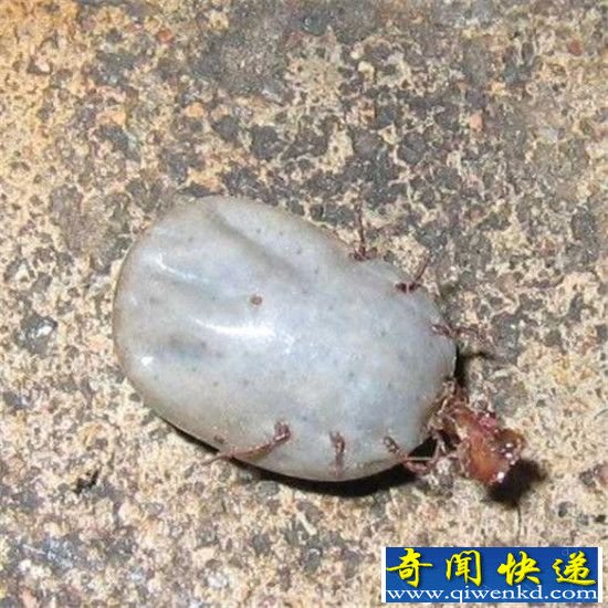 全球15大剧毒动物 第一个你绝对想不到!