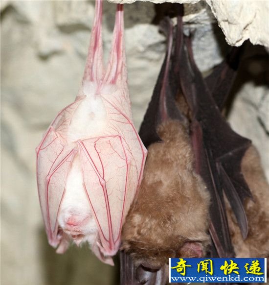韩国发现罕见白化蝙蝠:白化症动物的另类美丽