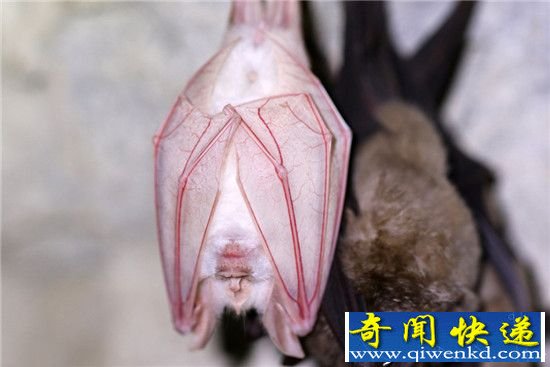 韩国发现罕见白化蝙蝠:白化症动物的另类美丽