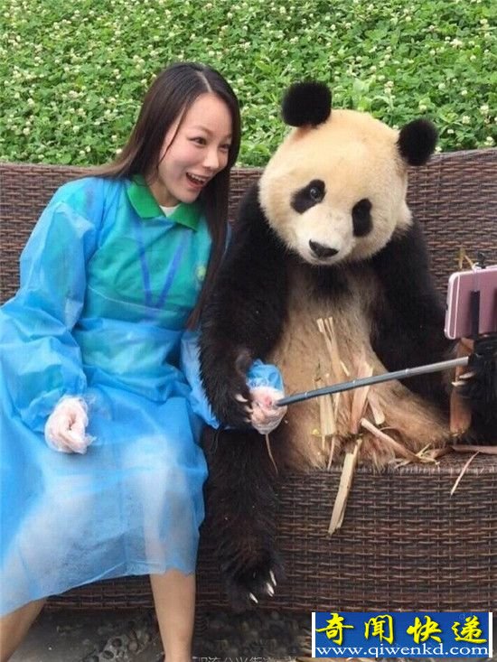 大熊猫与妹子合影竟然会找角度 真是萌翻了!