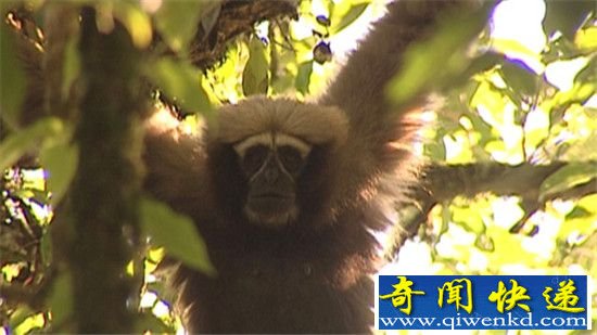 长臂猿科新物种:高黎贡白眉长臂猿