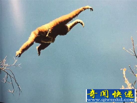 长臂猿科新物种:高黎贡白眉长臂猿