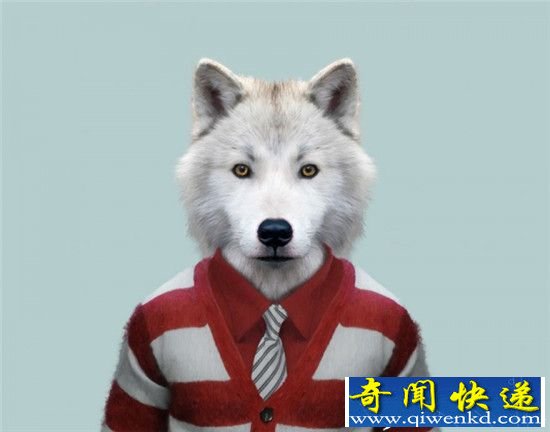穿上衣服的动物们:熊猫萌态不减!