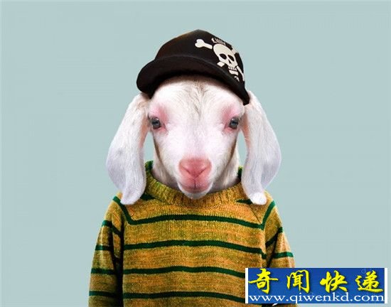 穿上衣服的动物们:熊猫萌态不减!