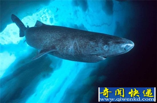 格陵兰睡鲨:竟然要等一个世纪才能有伴侣!