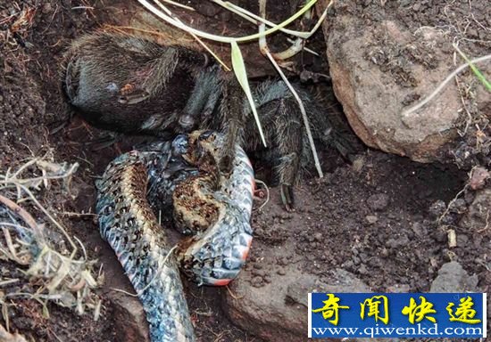 巨型蜘蛛捕食红光蛇罕见画面曝光 咬断蛇的脖子