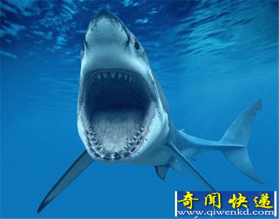 研究称巨齿鲨灭亡竟因挑食所致? 动物也挑食