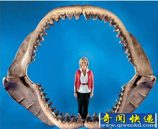 研究称巨齿鲨灭亡竟因挑食所致? 动物也挑食