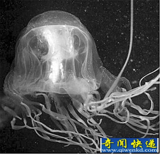 自然界的绝命毒师 比精绝古城里的毒蛇厉害多了!
