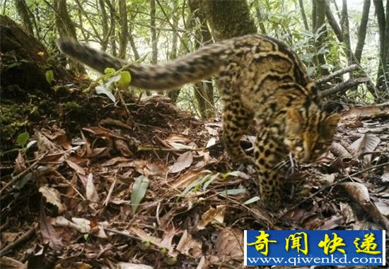 云南首次拍到神秘云猫 云猫是什么猫?