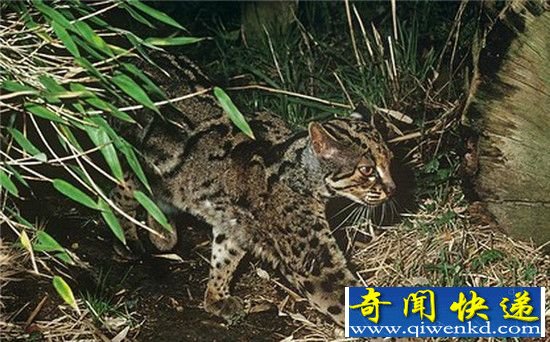 云南首次拍到神秘云猫 云猫是什么猫?