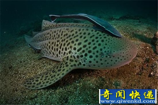 不交配也能繁殖? 雌鲨鱼多年无性伴侣学会无性繁殖