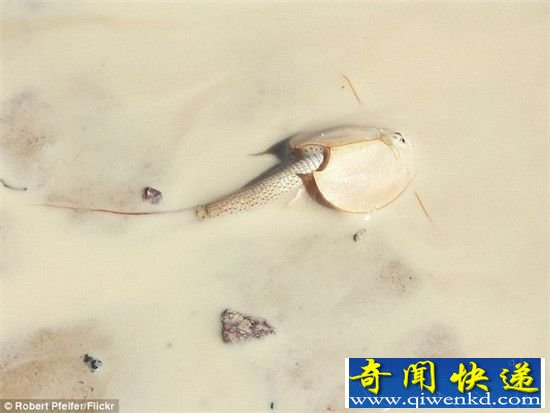 澳洲现史前动物恐龙虾! 钢盔造型似异形