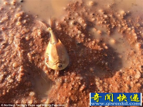 澳洲现史前动物恐龙虾! 钢盔造型似异形