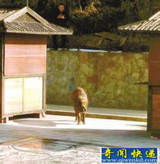 100公斤重野猪景区对峙游客 被警察连开两枪击毙