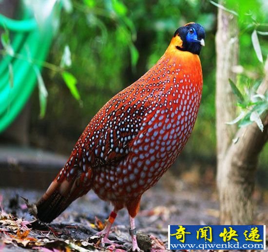 灰腹角雉现云南 带来极高生物研究价值