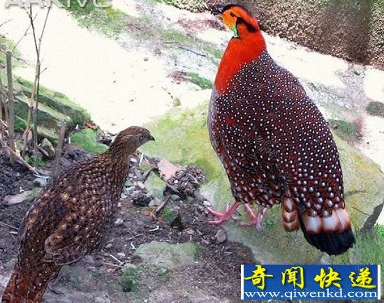 灰腹角雉现云南 带来极高生物研究价值