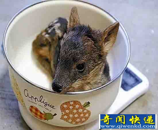 最小品种鹿诞生 原产于南美洲