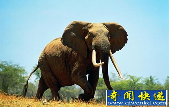野生大象不爱睡觉?疑似因为恐惧而造成失眠
