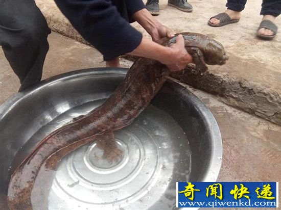 现巨型野生娃娃鱼 如此巨大实属罕见。