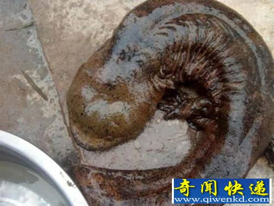 现巨型野生娃娃鱼 如此巨大实属罕见。
