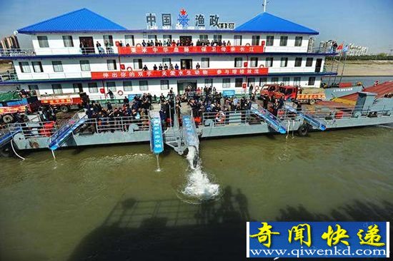 武汉投放中华鲟 场面轰动吸引了许多观众