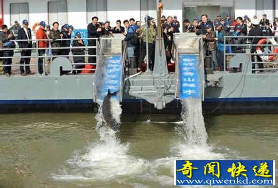 武汉投放中华鲟 场面轰动吸引了许多观众