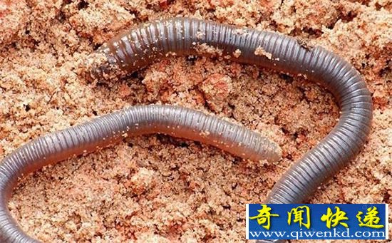 巨型蚯蚓似蛇会啐唾沫能散发花香 现在或已灭绝