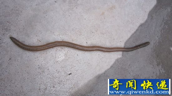 巨型蚯蚓似蛇会啐唾沫能散发花香 现在或已灭绝