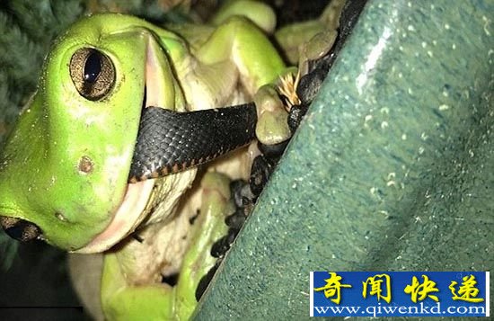 树蛙吞噬剧毒黑蛇像吸面条 疑似无路可逃而反击