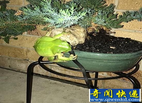树蛙吞噬剧毒黑蛇像吸面条 疑似无路可逃而反击