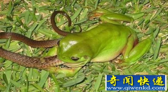 树蛙吞噬剧毒黑蛇像吸面条 疑似无路可逃而反击