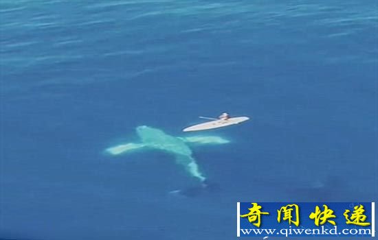 男子夏威夷遇四只座头鲸 险做鲸鱼点心