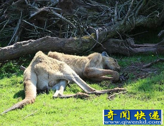 3年养死500动物 网友:应该把管理者关进笼子