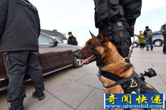 佩戴VR警犬亮相 犯罪分子无处遁形