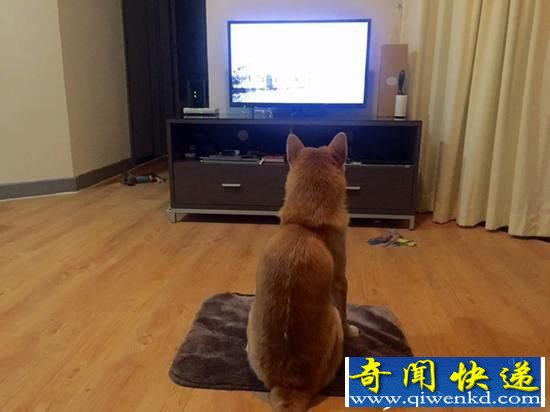 柴犬爱看电视走红 智商很高世上罕见
