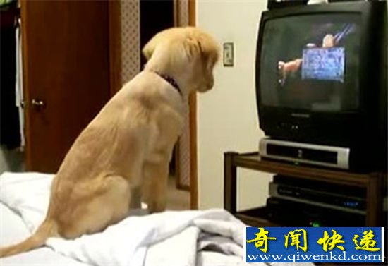 柴犬爱看电视走红 智商很高世上罕见