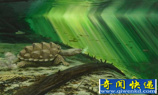 乌龟化石研究新发现:缩头进壳不是胆小自卫?