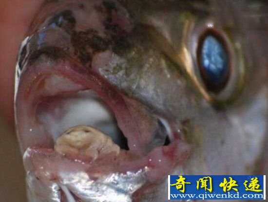 缩头鱼虱能食用?形态奇异是中药材