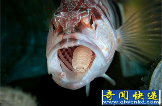 缩头鱼虱能食用?形态奇异是中药材