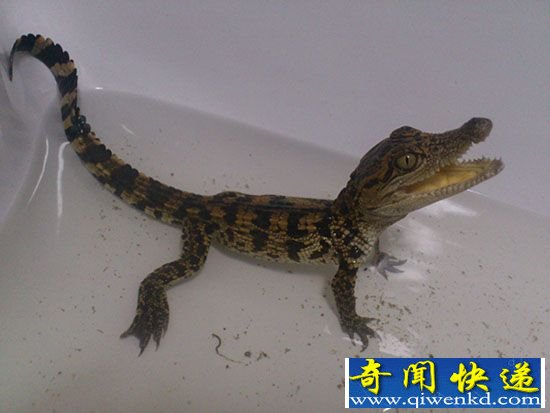 义乌江发现泰国鳄 身型小如蜥蜴