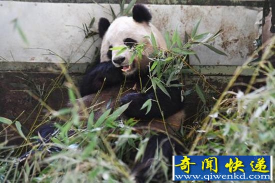 大熊猫蜀兰营养状况良好 将回成都养老