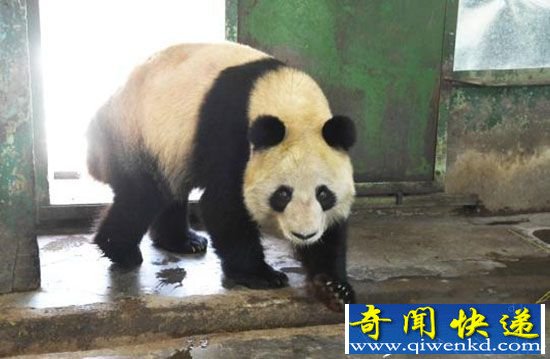 大熊猫蜀兰营养状况良好 将回成都养老