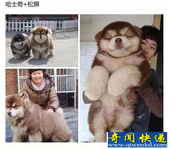 各种杂交的犬类 看到第九个我真的服了