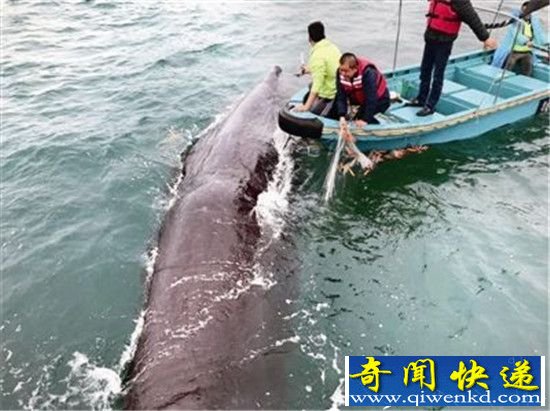 解救被困抹香鲸 潜水员从其口中掏出大量垃圾
